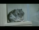 1minハム生活