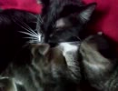 ある日のけだま２