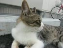 ニャーニャー鳴く野良猫