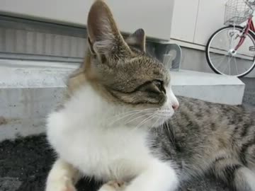 ニャーニャー鳴く野良猫