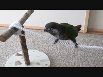 チビのロープ芸