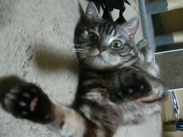 足の位置がおかしい猫