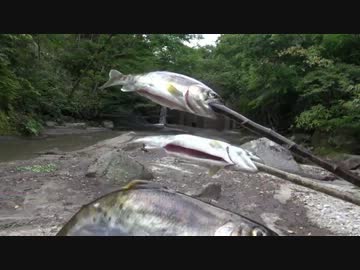 ヤマメが食べたくなって・・・　　　現地食い編
