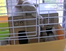 猫好き三大聖地【世界の猫グッズ博物館】その６