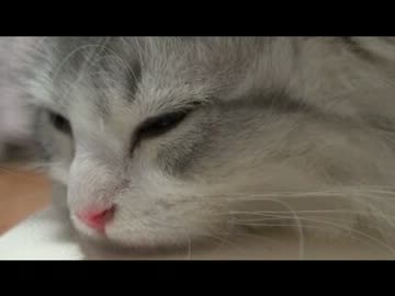 【猫動画】すこってぃビデオ日記Ｐａｒｔ３
