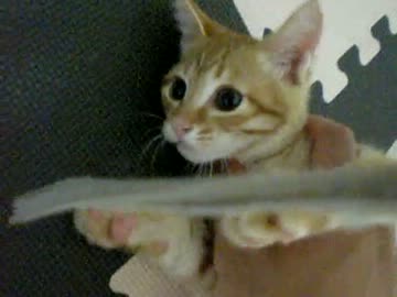 拾いねこ＠生後77日目　七並び、スリーセブンのときのアコはどんなだろ