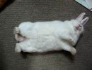 ウサギ♂を寝かせてみたら…