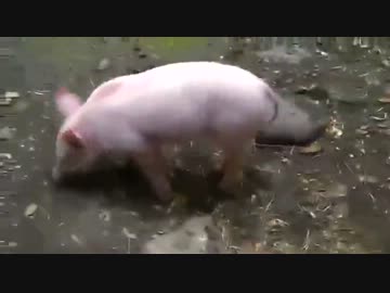 溺れたヤギを救出する豚