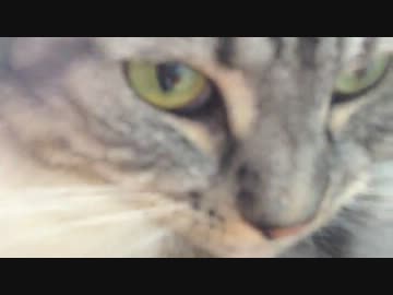 【あずき】お爪切ったよ【ねこ】