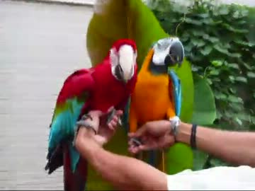 バナーナでけーな！(１２年９月２１日)