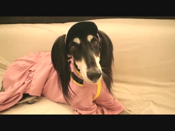 ツインテールな犬に千PAW桜コスプレさせてみました