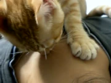 拾いねこ＠生後78日目part1　新神器上段頭装備たれアコ