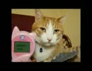【ゆっくり実況】ねこびより　その14【ポケモンBW2】