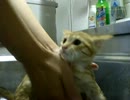 拾いねこ＠生後78日目part2　はじめてのお風呂（行水？）
