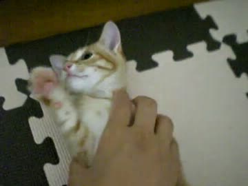 拾いねこ＠生後79日目part1　秋分の日だー！祝日だぞー！覚えとけー！