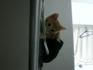 拾いねこ＠生後79日目part2　ぱーかーのアコが可愛いくてついうｐ