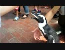 ペンギンの餌やり