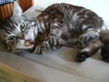 またたび(棒)をしゃぶる猫