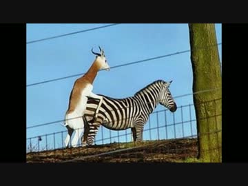 おもしろ画像集.最後