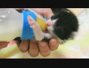 拾ってきた子猫