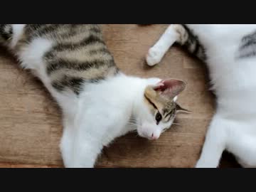 【生後】いいではにゃいか。減るものじゃにゃし【４か月】