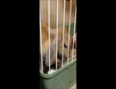 うさぎの洗顔