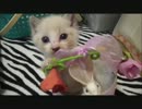 保護された子猫ちゃんが我が家にやってきた～つい出来心で・・・～