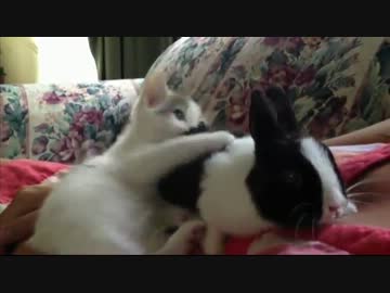 うさちゃんをハムハムするねこちゃん