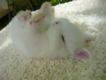 ぐっすり眠るうさちゃん