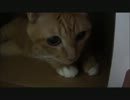 ネコさんの秘密基地