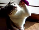 201112051301.3gp