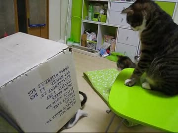 はじめての猫飼い048　～移動要塞大福(仮)～