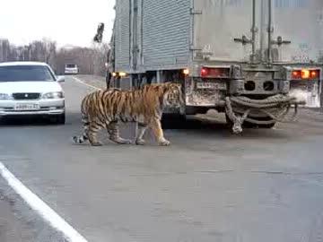 【犬の】危ない！道路に猫が迷い込んで渋滞に【おまわりさん】