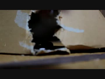 【生後】やっぱり箱が好き！！【４か月】