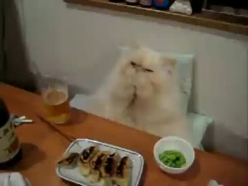 晩酌ねこ