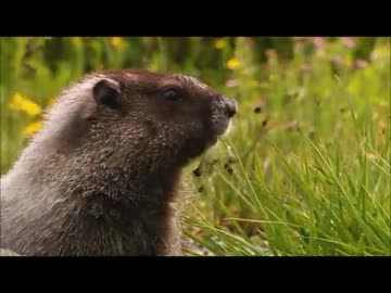 動物の映像