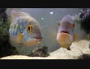 パロットシクリッドの稚魚 hoplarchus psittacus (true parrot cichlid) with fly