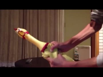 うるさいダックちゃん