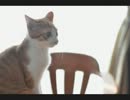 【作業用BGM】自転車を漕ぎながら聴きたくなる洋楽集【洋楽】