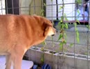なにかの幼虫に吼える