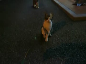 猫じゃらしに遊ばれる野良猫
