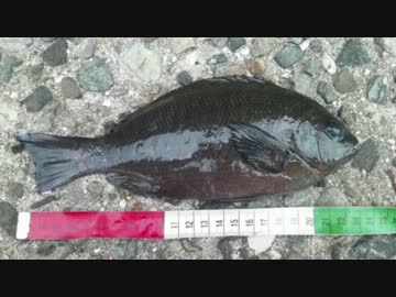 休日は魚釣りに出かけよう