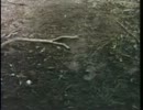 〜〜〜 スクワ～ム 2/6 〜〜〜