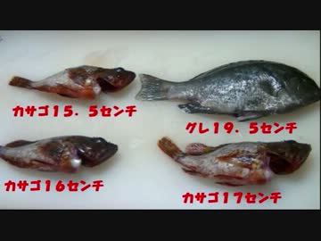 釣りに行こうよ～静岡編～