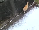 海辺のネコの散歩