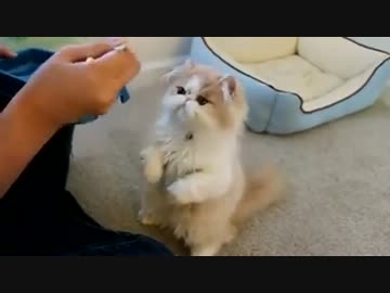 ママ　ご飯ちょうだい