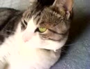 うちの猫