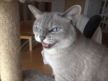 家猫日和　詰め合わせ２１