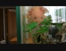 【３０cm水槽】ウーパールーパー