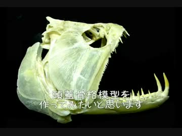 ブラックバスの頭蓋骨格標本を作ってみた～その１～